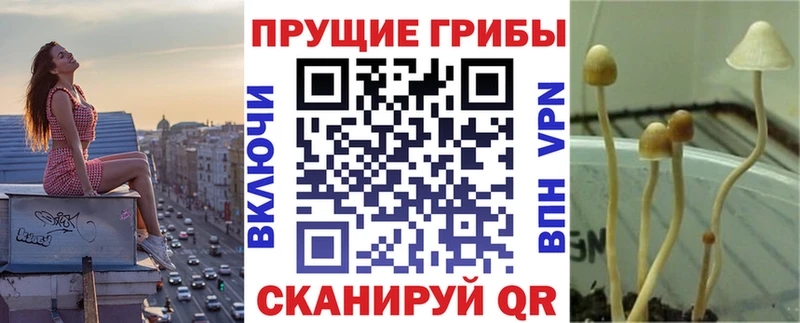 Псилоцибиновые грибы Psilocybe  Талдом 